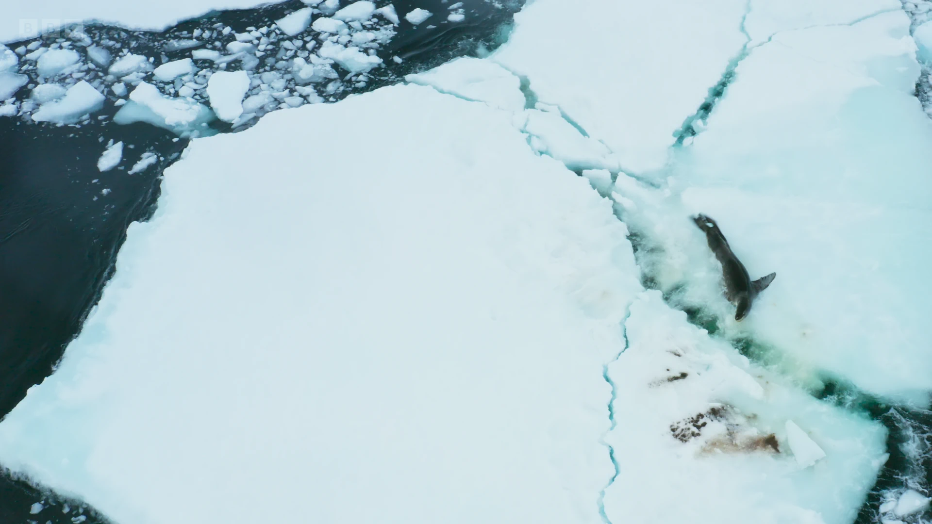 Leopard seal (Hydrurga leptonyx) as shown in Frozen Planet II - Frozen South